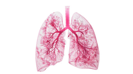 A human lungs with pink veins on transparent background