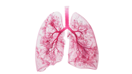 A human lungs with pink veins on transparent background