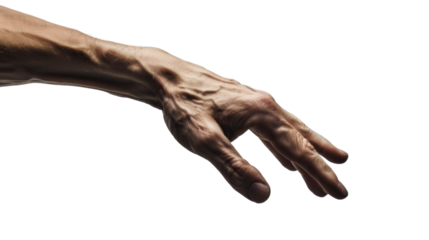 A human lungs with pink veins on transparent background