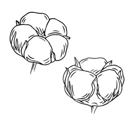 A soft bud on a branch of a cotton plant is drawn with lines isolated on a white background. Cotton flower is a material for making textiles. Vector graphics of a simple drawing. 
