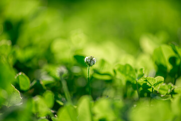clover meadow, green leaves, natural summer background