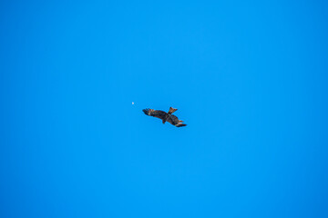 A bird of prey with a large wingspan soars, flies in the air, against the background of a blue sky