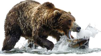 Obraz premium A bear is catching a fish in the water on transparent background