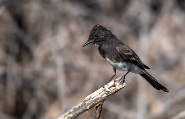 Obraz premium Beautiful profile of a black phoebe songbird up close on a twig
