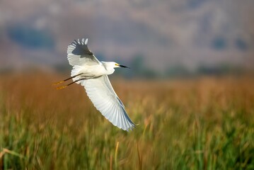 Snowy egret in cloe flight at sunrise over brown grass