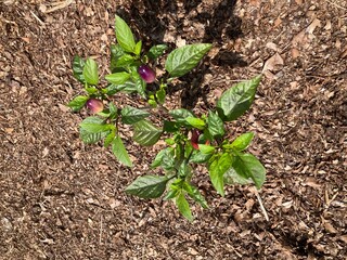 Chinese five color hot pepper plant in the garden