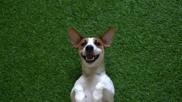 Smiling dog jack russel terrier, lying on green grass. Happy spring day.