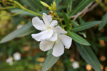 flowers plants summer 