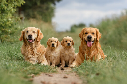 family dog ​​golden retriever labrador on the road. adult golden retriever dogs with cute newborn puppies