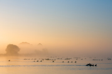 geese during misty sunrise in national park weerribben wieden near giethoorn in the netherlands
