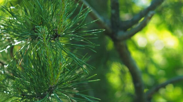 Spring pine branches display vigor. New candles (shoots) elongate rapidly, growing up to an inch per day. Needles unfurl from fascicles, their waxy coating reflecting sunlight. Bark on young twigs