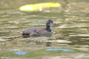 Tiny Voyager on the Spree