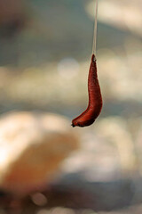 optical phenomenon, snails as rope acrobats in quail enclosure