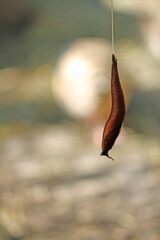 optical phenomenon, snails as rope acrobats in quail enclosure