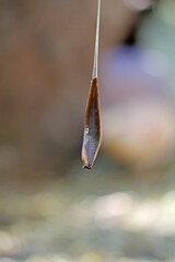 optical phenomenon, snails as rope acrobats in quail enclosure
