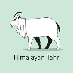 Himalayan Tahr Icon: Mountain Wildlife Vector with editable stroke.