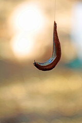 optical phenomenon, snails as rope acrobats in quail enclosure