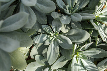 Senecio cephalophorus large plant close up. Succulents in the home interior.