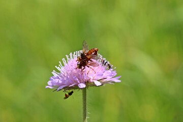 Gemeine Breitstirnblasenkopffliege (Sicus ferrugineus) bei der Paarung.