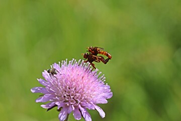 Gemeine Breitstirnblasenkopffliege (Sicus ferrugineus) bei der Paarung.