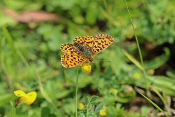 Magerrasen-Perlmutterfalter (Boloria dia)