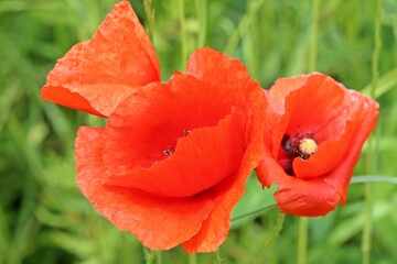 Klatschmohn (Papaver rhoeas) am Feldrand
