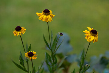 'Can Can Helenium' flowers gradually expanding in the late June sunlight.