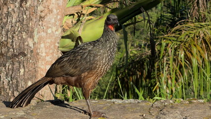 Early Morning Jacu Bird Perched on Stone Wall Gazing Forward