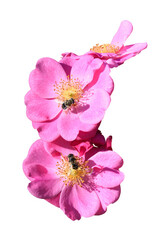 honey bees collecting nectar on a pink rose flower in closeup on transparant background