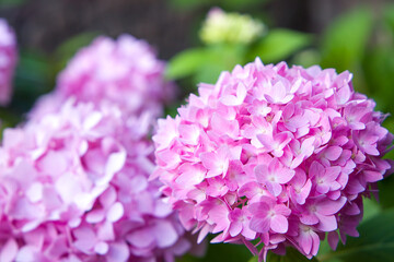 Hydrangea macrophylla pink flowers blooming in the garden