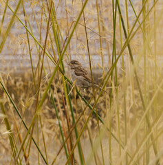 sparrow in a hedge 
