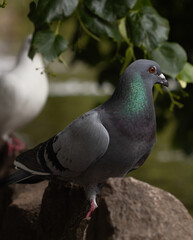 pigeon on the rock