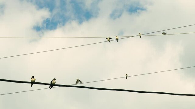 Swallows sit on electric wires