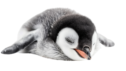 Baby pinguin sleep on transparent background