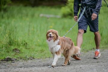 Dog on a leash during a walk