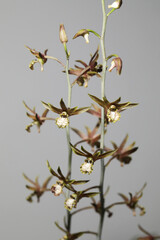 Andaman ground orchid (Eulophia andamanensis) flowers blooming in tropical green house