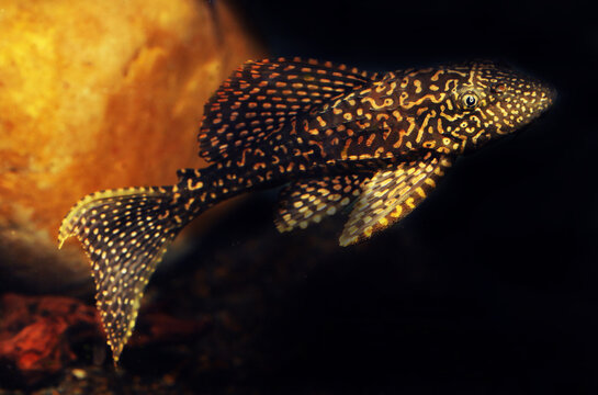 Gold Spot Pleco (Pterygoplichthys joselimaianus)