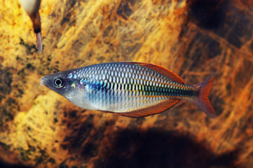 Fototapeta premium West Papua Rainbowfish (Melanotaenia fasinensis)