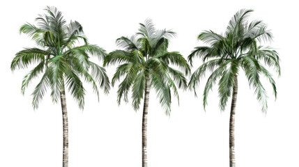 Obraz premium Adonidia palm trees on transparent background