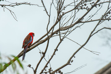 red winged blackbird