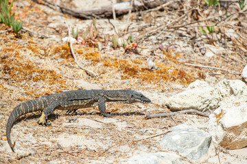 lizard on the rock