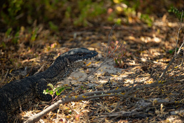lizard on the tree