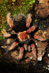 Mexican Fireleg Tarantula (Brachypelma boehmei)