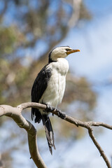 blue heron
