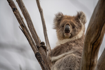 koala in tree