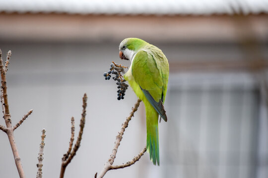 small green parrot perched on the branches of a tree.