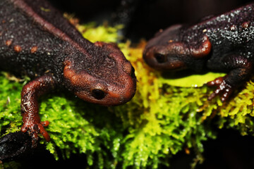 Rare and endemic Myanmar Warty Newt or salamander (Tylototriton shanorum) from Shan state Myanmar