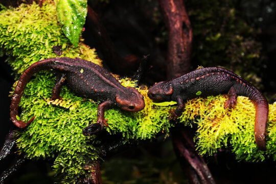 Rare and endemic Myanmar Warty Newt or salamander (Tylototriton shanorum) from Shan state Myanmar