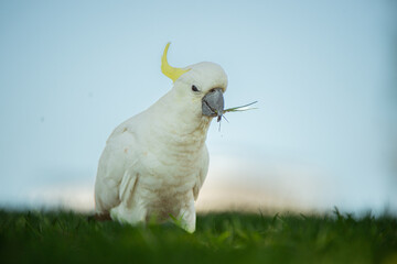 white cockatoo parrot © Konstantin