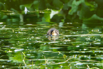 Entenkücken im Wasser